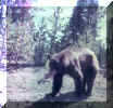 1h bear.jpg (37348 bytes)