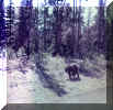 1i bear.jpg (42736 bytes)
