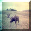 4f moose.jpg (26386 bytes)
